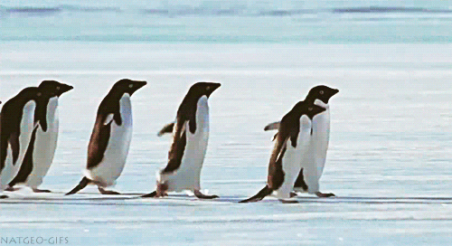 penguins in line