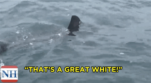 Great White Shark GIF - Find & Share on GIPHY