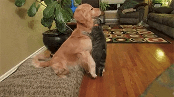 GIF of cat and dog being nice
