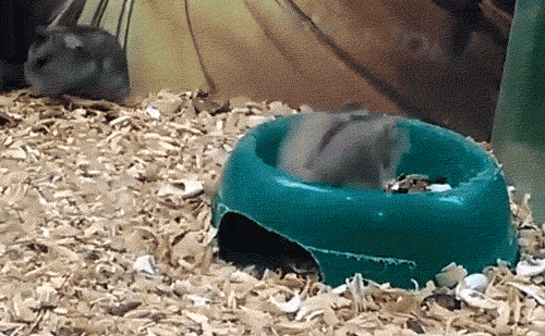 Mad Hamster GIF - Find & Share on GIPHY
