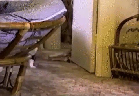 Cat Dragging GIF - Find & Share on GIPHY