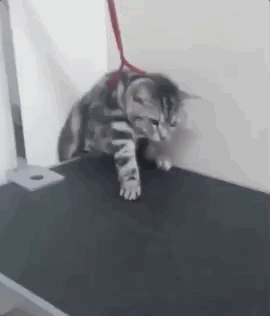 способности животных, милые животные, гифки с животными, смешные гифки с животными