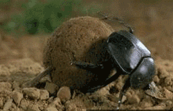 Beetle GIF - Find & Share on GIPHY