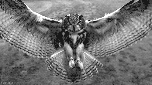 Image result for flying owl gif