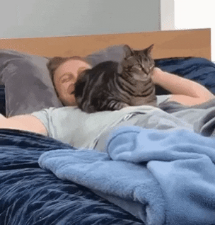 A good place to sit in cat gifs