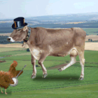 Cow GIF - Find & Share on GIPHY