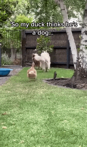 Duck thinks he is a doggo in funny gifs