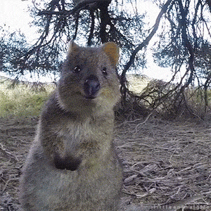 Happy Animal GIFs - Find & Share on GIPHY
