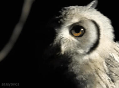 owl moving head