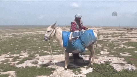 Donkey Carrying GIF - Find & Share on GIPHY