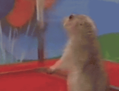 animal animated GIF