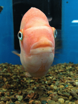Orange Fish GIFs - Find & Share on GIPHY