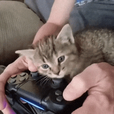 Gaming buddy in cat gifs