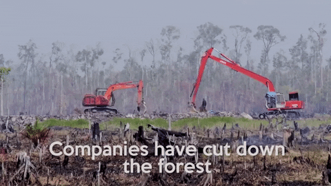 Diggers on deforested land