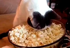 Popcorn Cat GIF