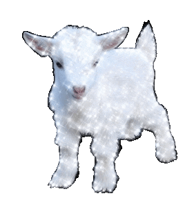 Image result for animatedbling goats