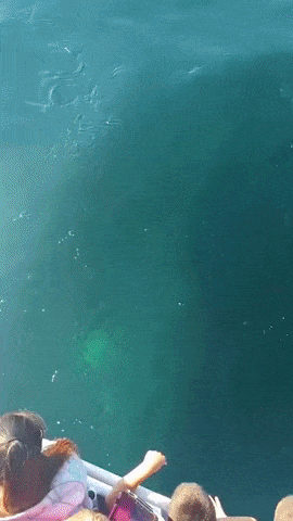 Nature is awesome in wow gifs