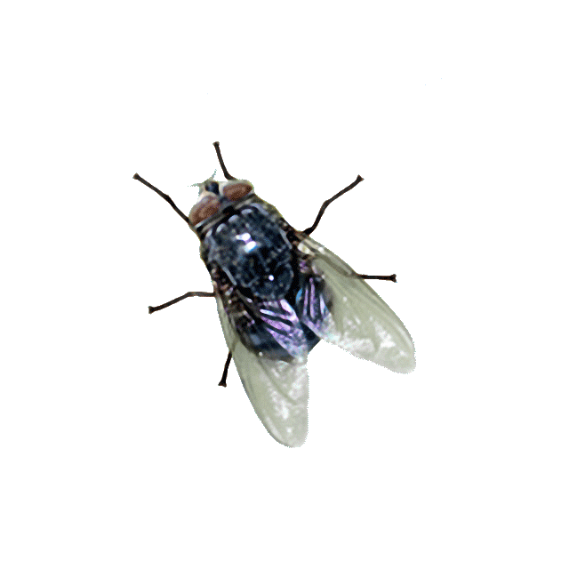 Afbeeldingsresultaat voor gif pictures of flies