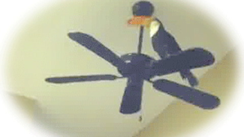 Ceiling Fans Gifs Find Share On Giphy