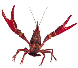 Crayfish GIFs - Find & Share on GIPHY