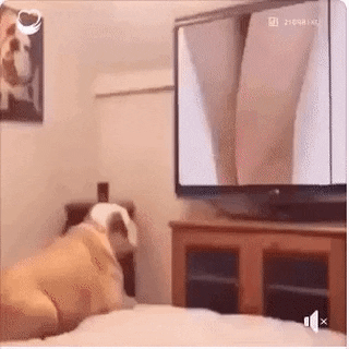 Even doggo hated it in dog gifs