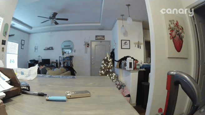 Cats Knocking Things Over GIF , Find \u0026 Share on GIPHY