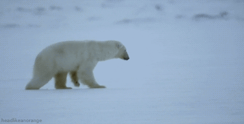 polar bear jump fall animals being jerks animals being dicks