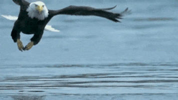 Catching Bald Eagle GIF - Find & Share on GIPHY