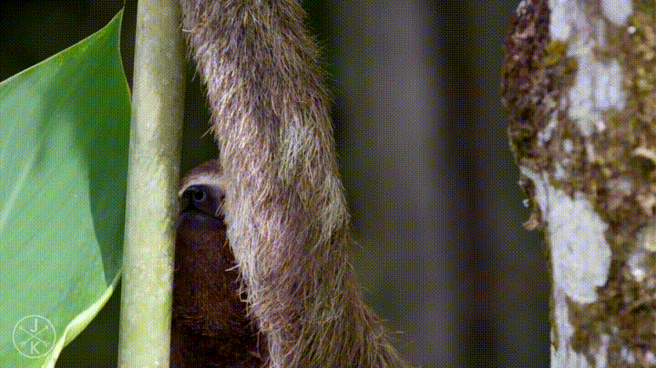 Deforestation GIF - Find & Share on GIPHY