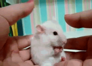 Excuse Me Mouse GIF - Find & Share on GIPHY