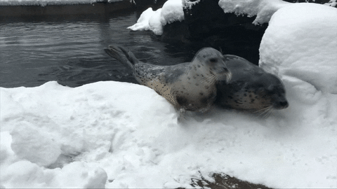 https://media.giphy.com/media/EQ5KZbS5egsIE/giphy.gif