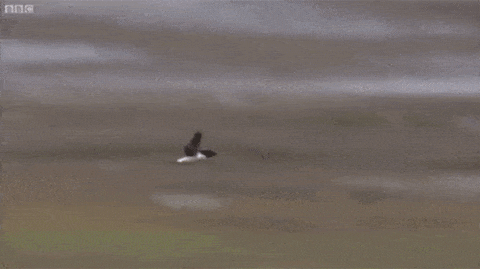 Bird Crash Landing GIFs - Find & Share on GIPHY