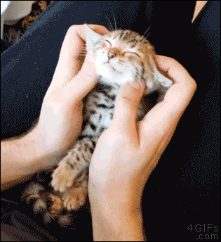 cat face massage