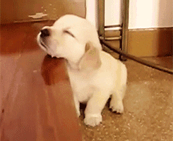 imagenes gif,imagenes graciosas, las mejores imagenes, imagenes graciosas, chistes, risas
