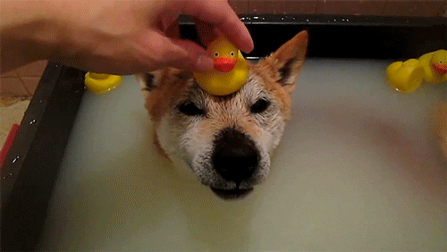 Gif of dog smiling when a rubber duck is put on his head