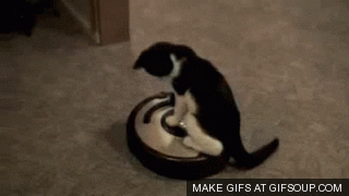 Cat on a Vacuum Cleaner