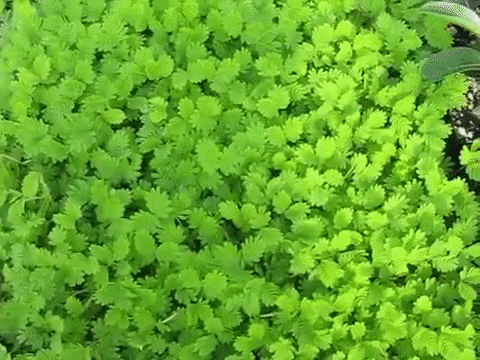 Plant GIF - Find & Share on GIPHY