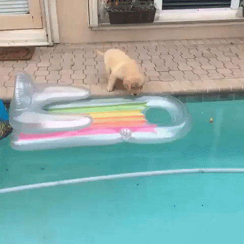 Puppy Wanna Ride on the Float in the Swimming Pool
