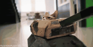 tank cat cats in tanks