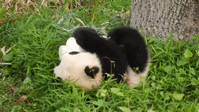 funny panda gif what else