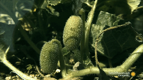 giphy.gif