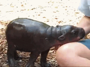 animals hippo hippopotamus
