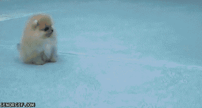 Fluffy Puppy Runs, Hops, Sploots Cute Funny
