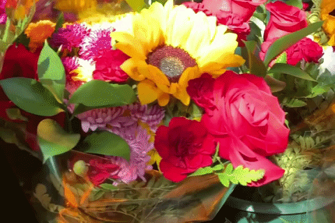 Flowers Colors GIF by This Bushwick Life
