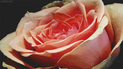 rose flowers rosa flowers gif universe+gif