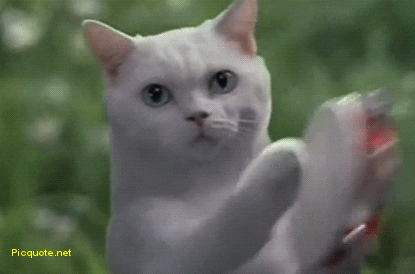 Funny Cat Tambourine GIF - Find & Share on GIPHY