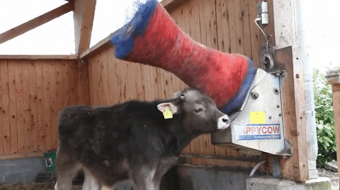 Cow Scratch GIF - Find & Share on GIPHY
