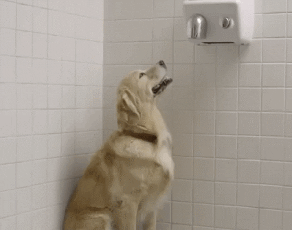 Dogs Dryers GIF