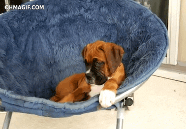 thoughts of dog gif