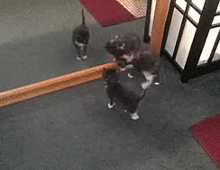 Spaz GIF - Find & Share on GIPHY